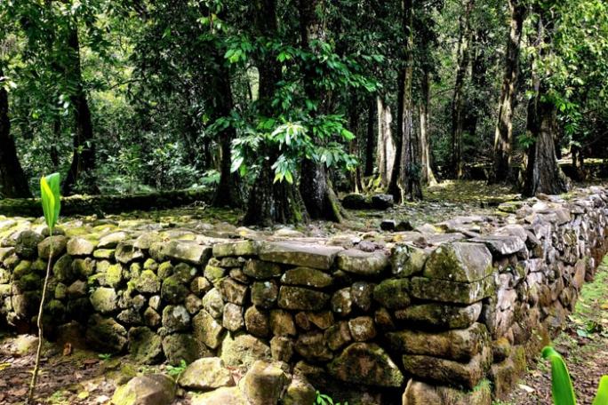 Moss-covered stone wall in a lush forest with tall trees and leafy undergrowth.