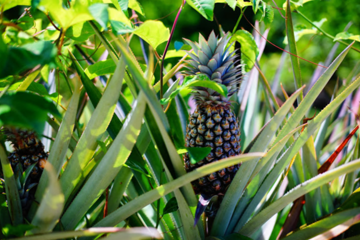 a bunch of green bananas growing on a tree