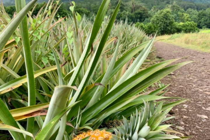 a close up of a green plant