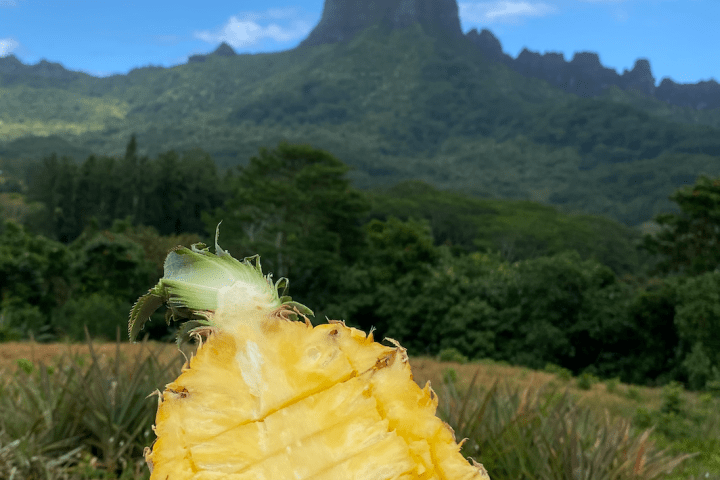 a sandwich sitting on top of a mountain