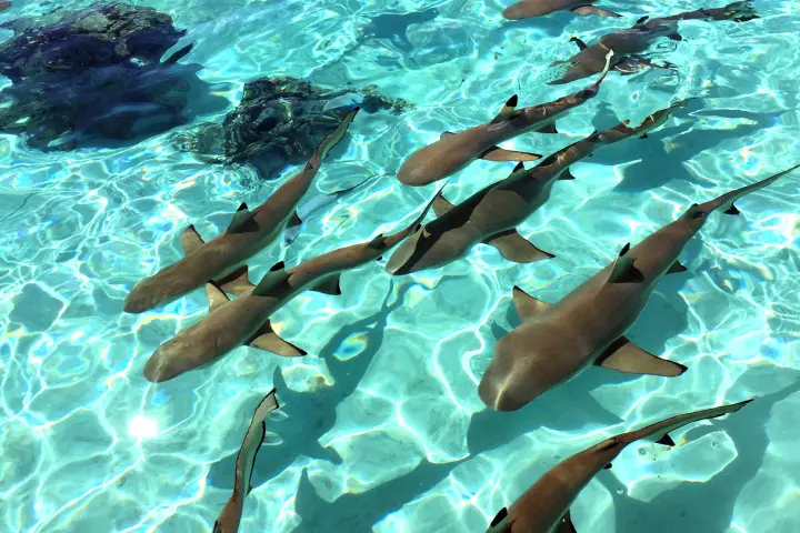 sand sharks moorea