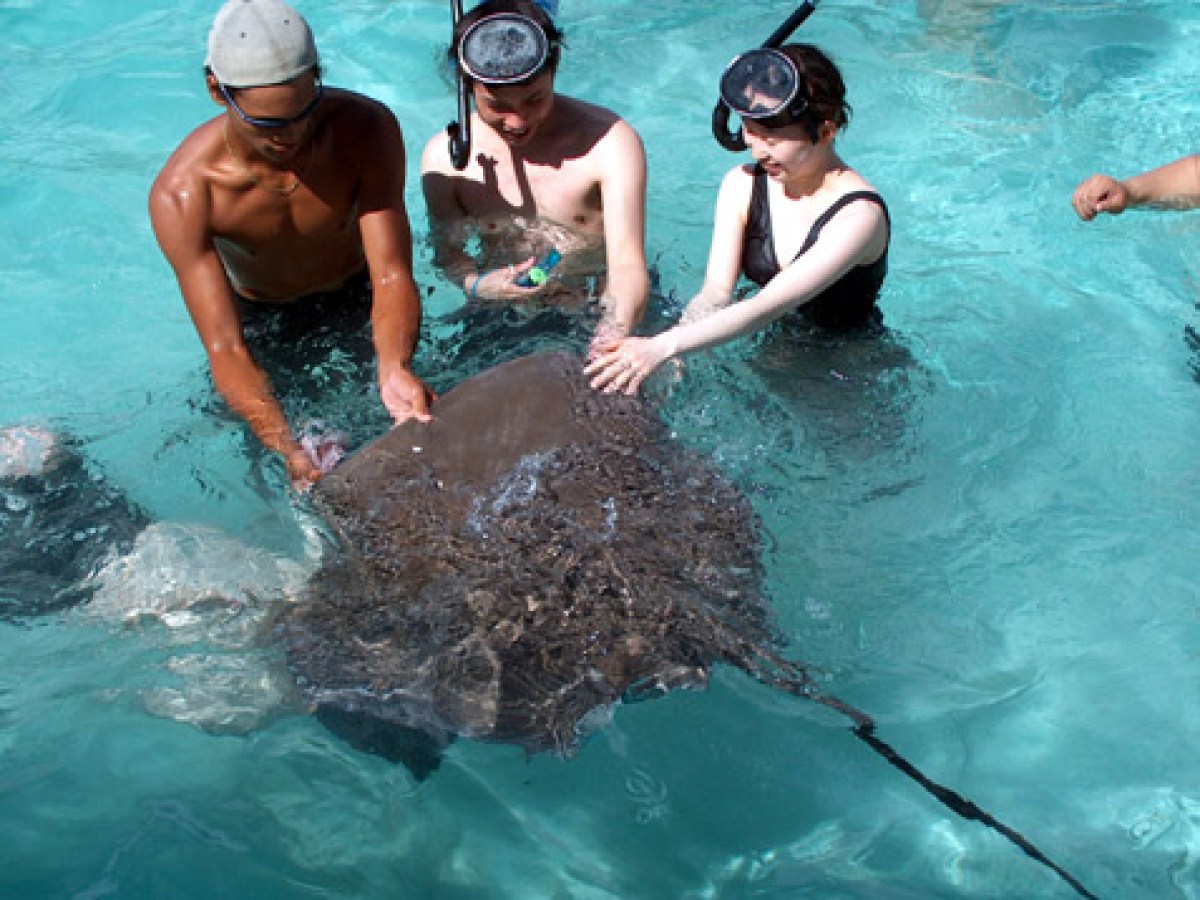 feeding a sting ray