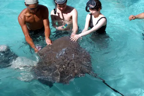 feeding a sting ray