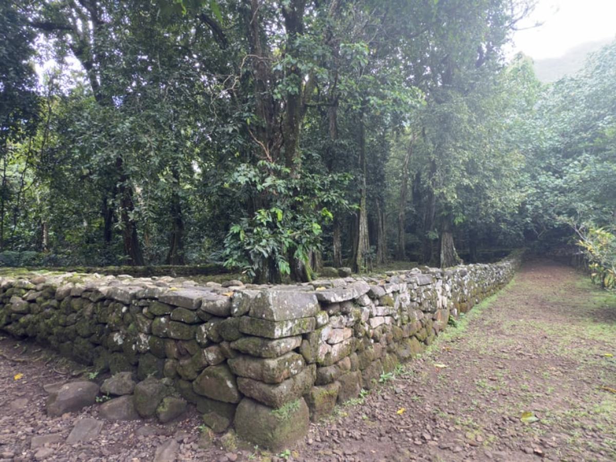 Old stone wall in a dense forest with a dirt path on the right.