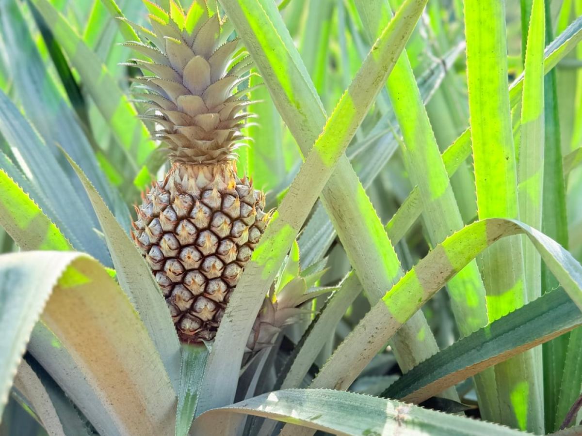 Close-up of a young pineapple with spiky leaves and a mountain background.