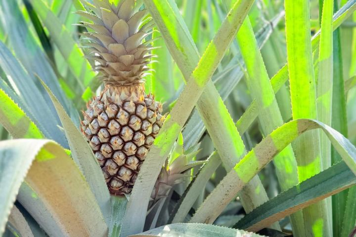 Close-up of a young pineapple with spiky leaves and a mountain background.
