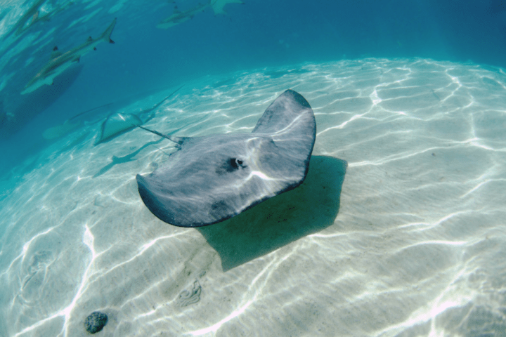 a fish swimming under water